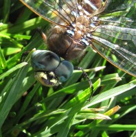 Dragonfly Smiley