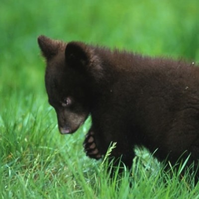Bear Cubs Rescued!