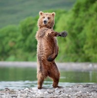 These “Dancing” Bears cracked me up!