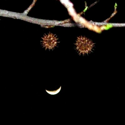 Moon and Seed Pods Smiley
