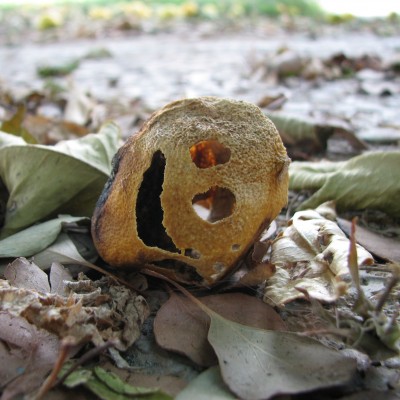 Old Dried Up Lemon Smiley Takes a Nap.