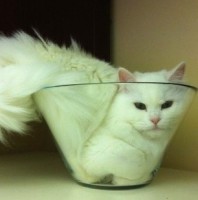 Cat in a Bowl