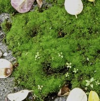 Moss Smiley