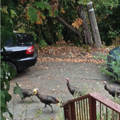 Nothing says FALL, like Wild Turkey in the driveway.