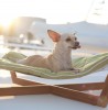 Hammocks for EVERYONE!