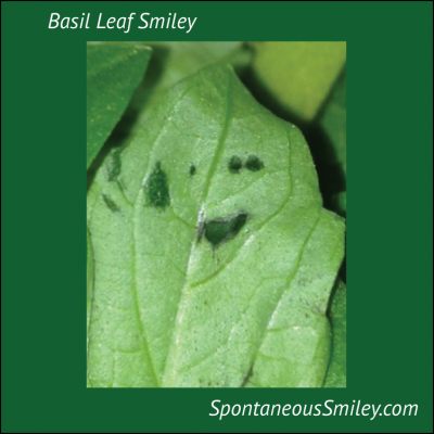 Basil Leaf Smiley
