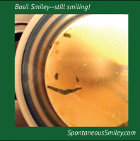 Basil Smiley–still Smiling