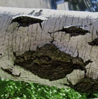 Birch Tree Smiley