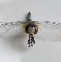 Dragonfly Smiley