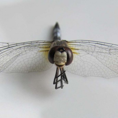 Dragonfly Smiley