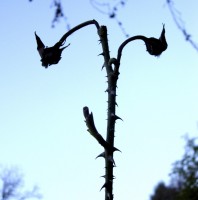 Rose Bush Smiley