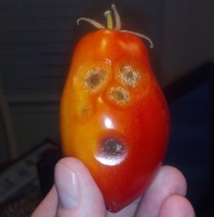 OOOOh, a tomato?