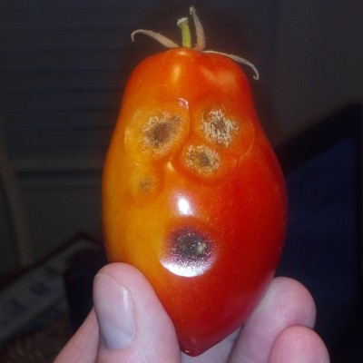 OOOOh, a tomato?