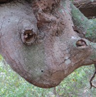 Frog Face Smiley, in a tree