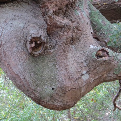 Frog Face Smiley, in a tree