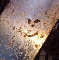 Greasy Spatula Smiley