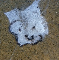 Bird Poop Smiley