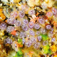 Purple Tunicate Smileys (marine filter feeders)