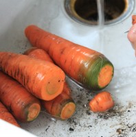 Smiling Carrots After The Harvest Smiley