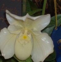 Bunny Wabbit Smiley Orchid