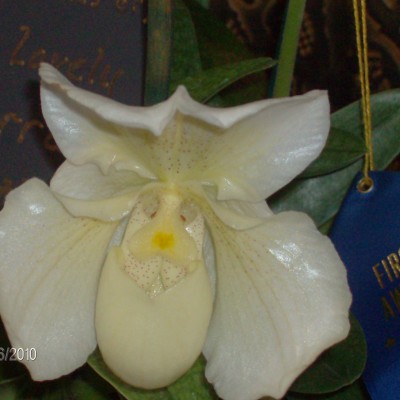Bunny Wabbit Smiley Orchid