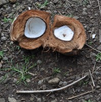 Hawaiian Coconut Smiley