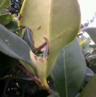 Smiley Leaf