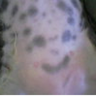 Shaved Dog Belly Smiley