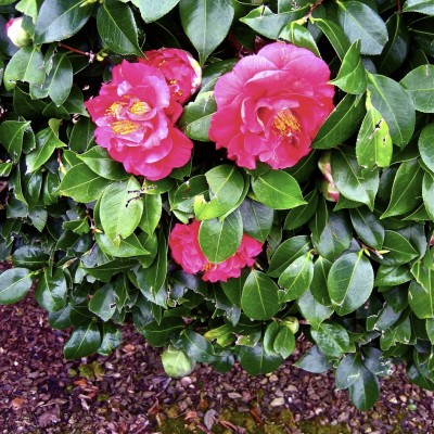 Camellia Bush Smiley