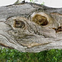 Tree Trunk #Smiley #SmileyFace