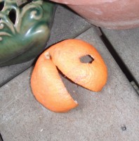 Orange Peel #Smiley #SmileyFace