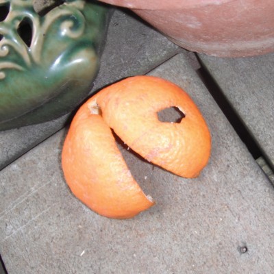 Orange Peel #Smiley #SmileyFace