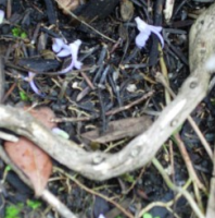 Woodland Debris Smiley 2