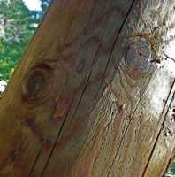 Telephone Pole Smiley