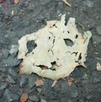 Leaf Smiley