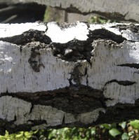 Birch Smiley