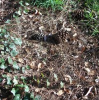 Pinecones Smiley, #Smiley