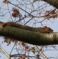 Squirrel Smiley, #Smiley