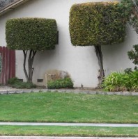 Bushes and Sidewalk Smiley, #Smiley