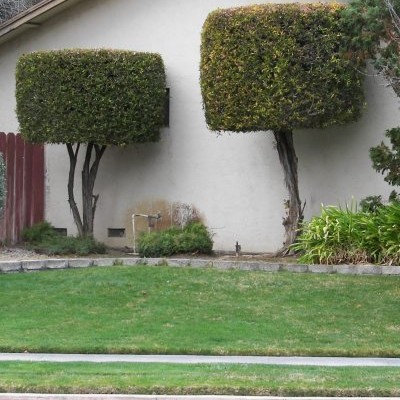 Bushes and Sidewalk Smiley, #Smiley