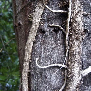 viney-tree-smiley-1